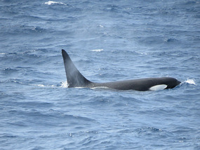 Killer whale
