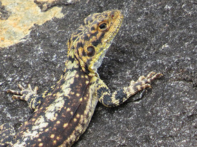 lizard
