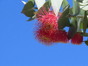 Eucalyptus Rose Mallee