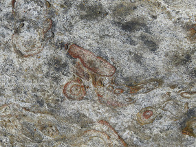 fossils