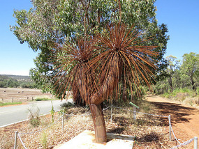 Bronze grass tree or black boy