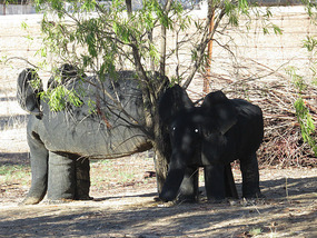 paddock elephants