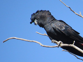 red tail black cockatoo