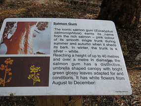 Salmon gum
