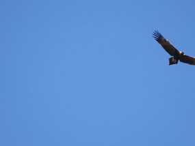 wedge tail eagle