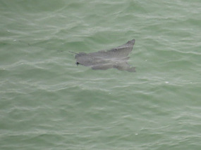 eagle ray