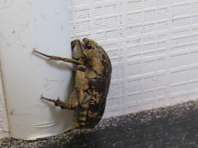 beetle in van