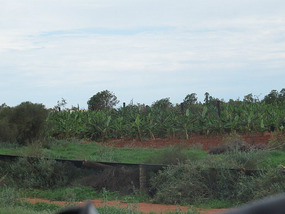 cyclone damaged banana plants