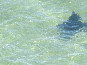 eagle ray