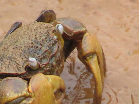 mangrove crab