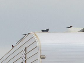 our  morning friends
