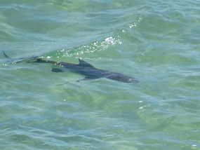 shark unkown