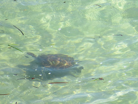 turtle loggerhead
