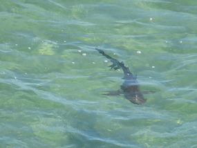 unknown shark