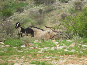 wild goat
