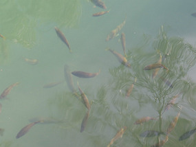 fish who eat your dead cells