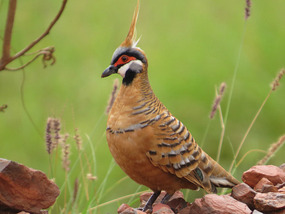 spinifex pigeon