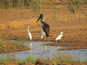 black neck stork 