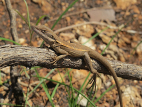 long nosed dragon