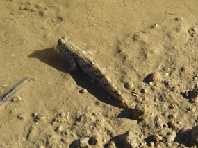 Mud skipper