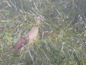 Rufous night heron