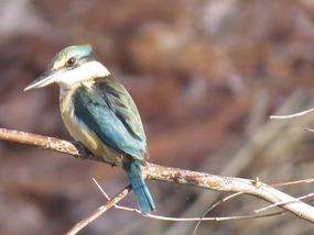 sacred kingfisher