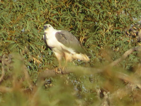 white bellied sea eagle