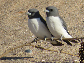 white front wood swallows