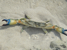 crab