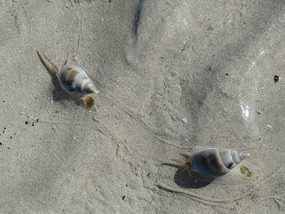 hermit crabs on the move