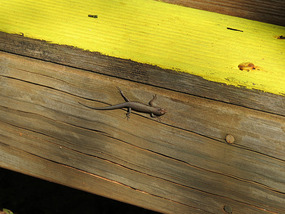 lizard