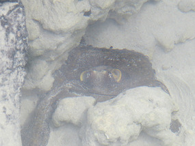octopus trying to hide