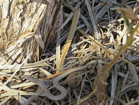 olive whip snake