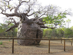 prison Boa tree
