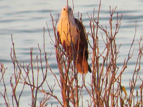 sea eagle