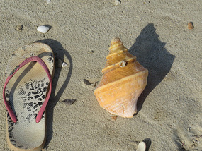  shell and my thong