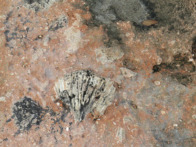  shell fossils