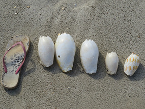 shells