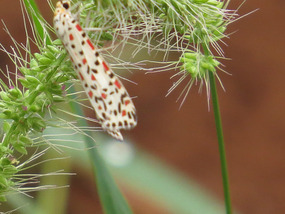 this is a butterfly