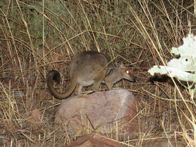 brush tailed rock wallaby