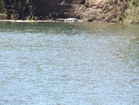 Fitzroy river Geikie gorge croc