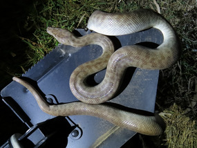  night visitor Stimson's python