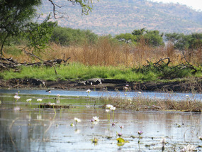 Parry creek conservation park with salt water croc