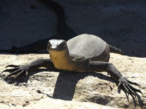 Water Monitor