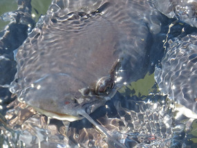 catfish