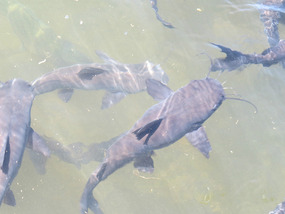 catfish