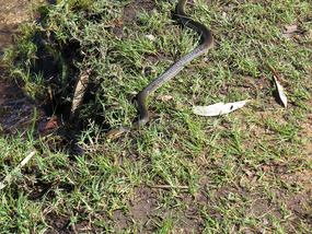 king brown snake swimming area Lake kununurra