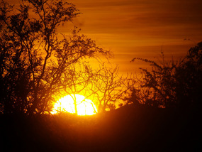 sunset Leycesters