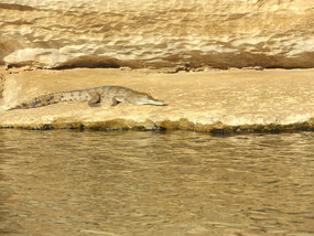 Young crocodile
