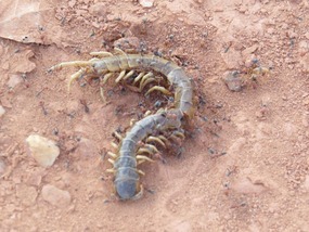 ant breakfast